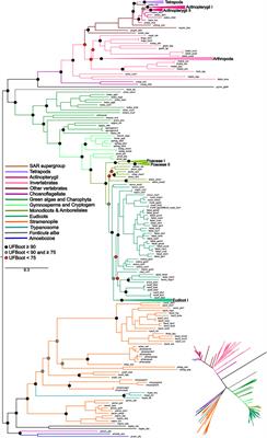 Unraveling the evolutionary origin of the P5CS gene: a story of gene fusion and horizontal transfer